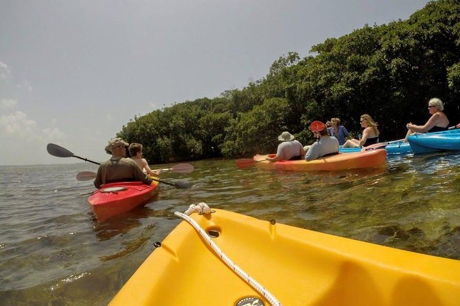 Florida Keys Eco Tour: Snorkel, Kayak, Lunch + Transportation! - Old-Growth Mangroves on SUP or Kayak: The Secret Spot Where Wildlife Shows Up