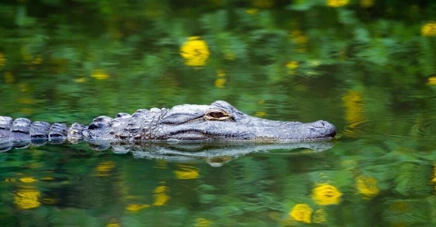 Fort Lauderdale: Everglades Express Tour with Airboat Ride - Key Highlights Worth Your Time