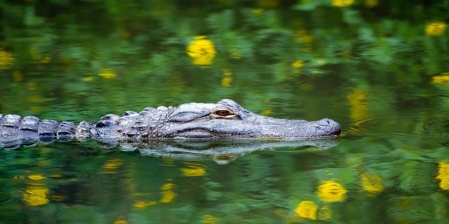Fort Lauderdale: Everglades Express Tour with Airboat Ride - The Airboat Ride: Thrill Level and Real Wildlife Odds