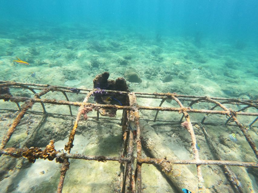 Fort Lauderdale: Guided Snorkeling Reef Tour and Lesson - Fort Lauderdale snorkeling in 90 minutes: what makes it work