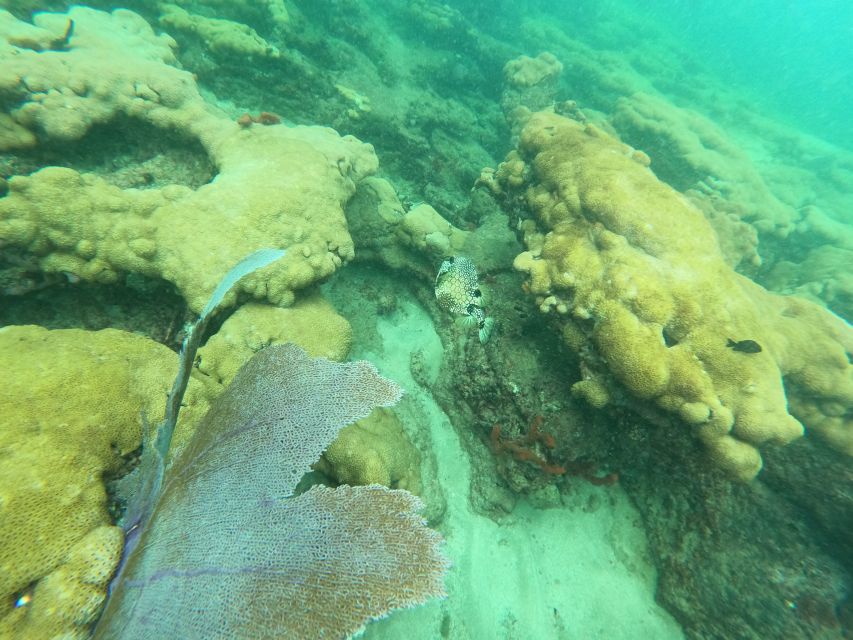 Fort Lauderdale: Guided Snorkeling Reef Tour and Lesson - What you’ll see: reef fish, large clams, and occasional surprises