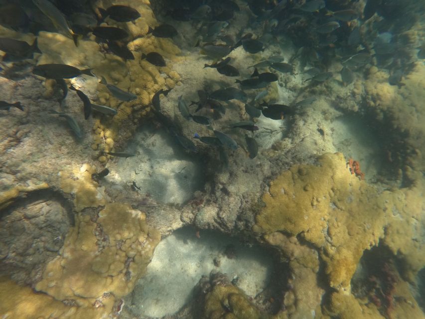 Fort Lauderdale: Guided Snorkeling Reef Tour and Lesson - The gear check and snorkel lesson (before you ever swim)