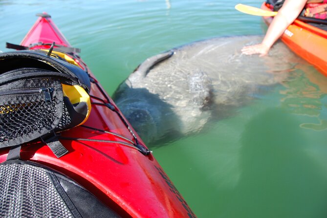 Fort Lauderdale’s Tropical Kayak Tour and Island Adventure - Key Highlights to Know Before You Go