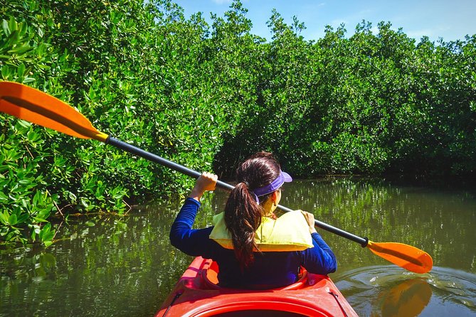 Fort Lauderdale’s Tropical Kayak Tour and Island Adventure - Wilton Manors Mangroves: The Real Reason to Paddle Here