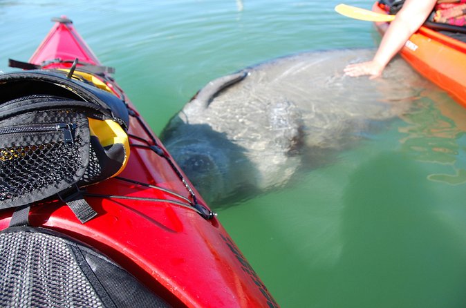 Fort Lauderdale’s Tropical Kayak Tour and Island Adventure - Choosing Your Gear: Single Kayaks, Doubles, and Paddle Boards