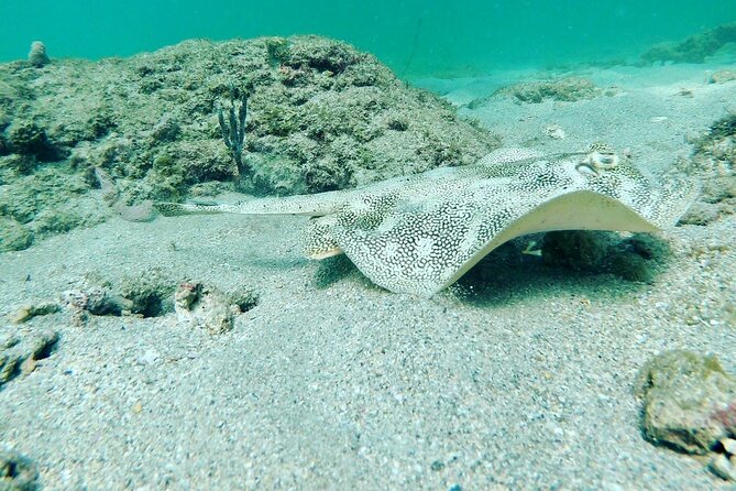 Guided Reef Snorkeling Tour in Pompano Beach - Pompano Beach reef snorkeling: what you’ll actually see