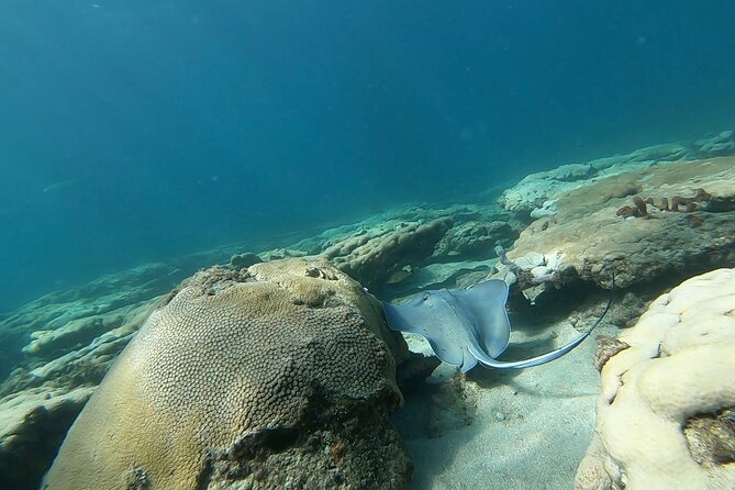 Guided Reef Snorkeling Tour in Pompano Beach - The real meeting spot: 1333 S Ocean Blvd and why arriving early helps