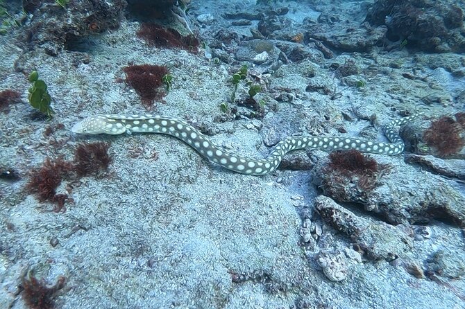 Guided Reef Snorkeling Tour in Pompano Beach - Timing and snorkeling duration: what the 1 hour 30 minutes includes