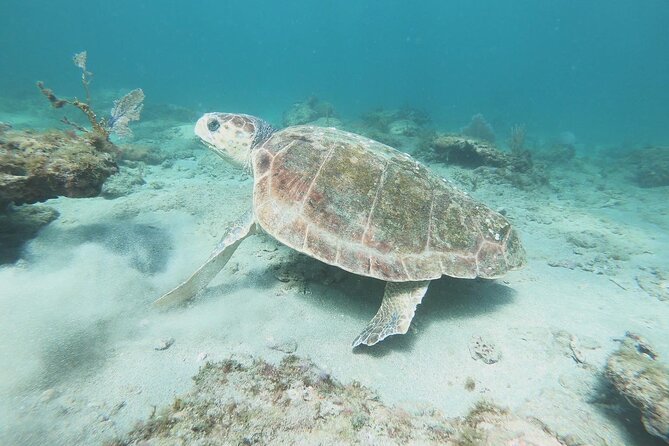 Guided Reef Snorkeling Tour in Pompano Beach - Value check: is $65 worth it?