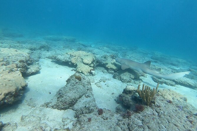Guided Reef Snorkeling Tour in Pompano Beach - Who this snorkeling tour fits best (and who should skip it)
