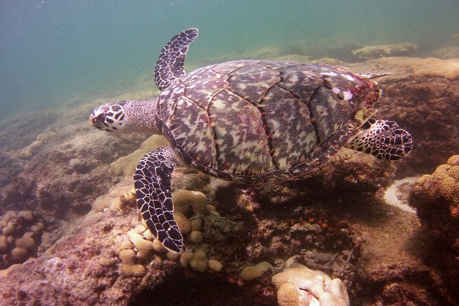 Guided Snorkel Experience in Fort Lauderdale - Meeting at 221 Commercial Blvd and Getting Your Gear Right