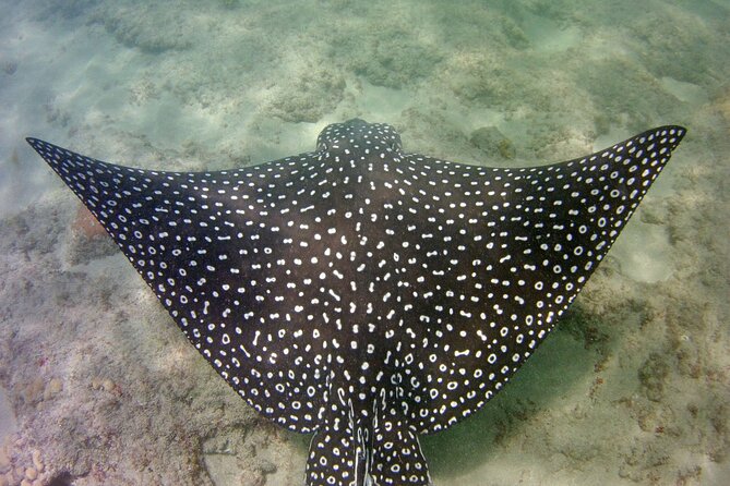 Guided Snorkel Experience in Fort Lauderdale - Getting There and Making the Most of Your Reef Day