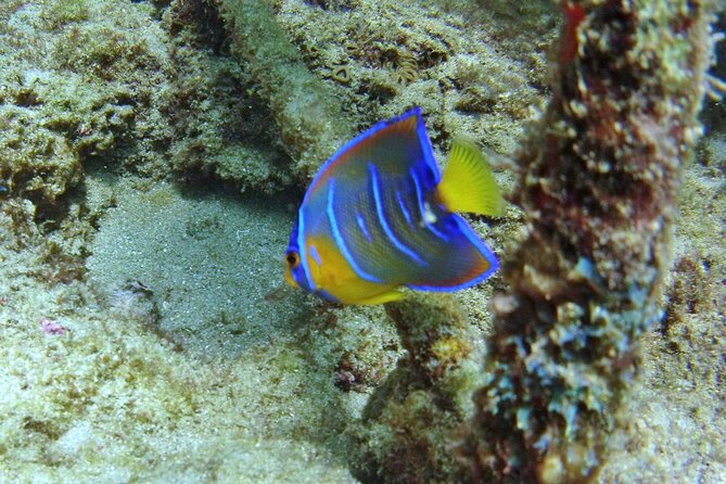 Guided Snorkel Experience in Fort Lauderdale - Who Should Book This Snorkel and Who Should Skip It