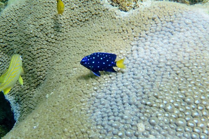 Guided Snorkel Experience in Fort Lauderdale - The Briefing Plus Shallow-Water Practice (Where First-Timers Feel in Control)