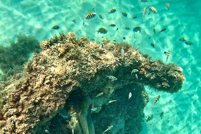 Hollywood Snorkel, Kayak & Paddleboard with Reefs and Sculptures - Key highlights you’ll care about