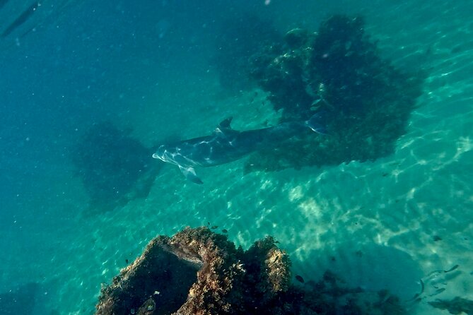 Hollywood Snorkel, Kayak & Paddleboard with Reefs and Sculptures - Snorkeling the Sculptures: What You’re Looking For