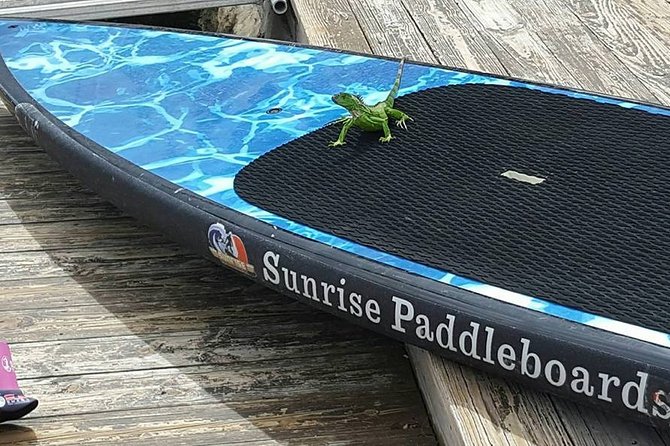 Island City ECO Paddle and Lesson to 9.3 Acre Nature Preserve - Mangroves, Marine Wildlife, and the Calmer Side of Fort Lauderdale