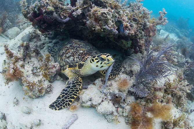 Key West Sail and Snorkel Day Trip from Fort Lauderdale - The Catamaran Part: Aquaworld’s 2-Hour Sail Is the Heart of the Day