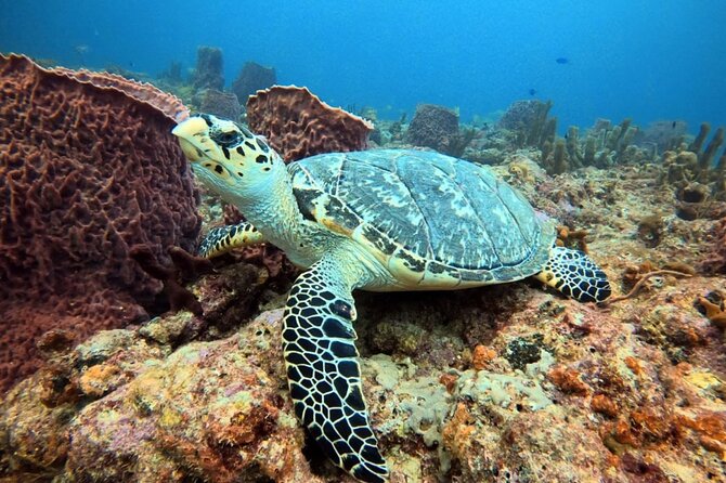 Lauderdale By The Sea Replicated Shipwreck & Reef Snorkel Trails - Key highlights to know before you go