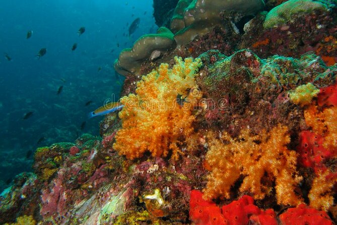 Lauderdale By The Sea Replicated Shipwreck & Reef Snorkel Trails - Reef depth and the sea life you can actually spot