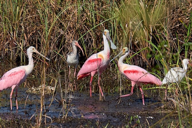 Little Havana Walking Tour + 1 Hour Everglades Airboat Ride - What to pack (so you don’t feel miserable on the airboat)