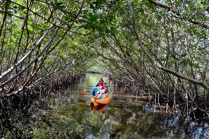 Mangrove Tunnel Kayak Eco Tour - Mangrove Tunnels at West Lake Park: what makes it feel different