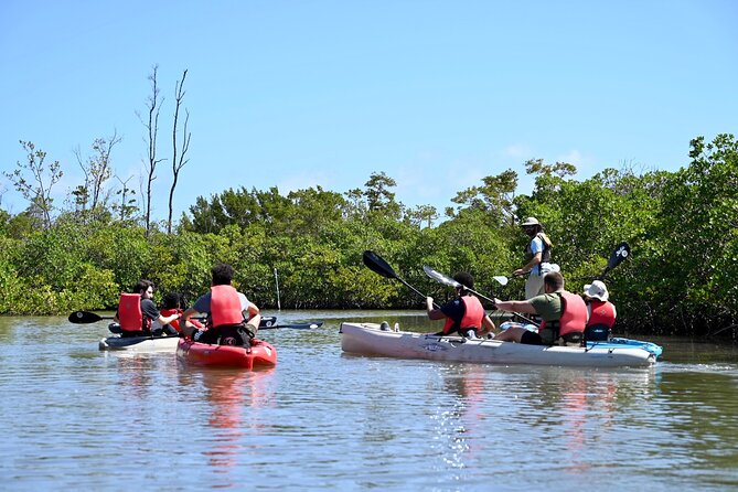 Mangrove Tunnel Kayak Eco Tour - Wildlife spotting: what to expect to see (and what you should not force)