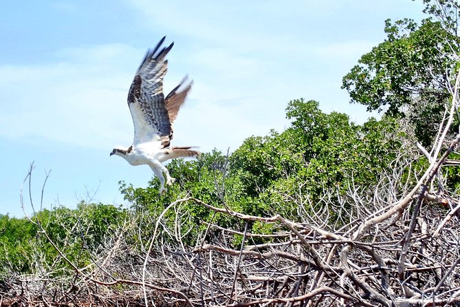 Mangrove Tunnel Kayak Eco Tour - Small-group perks: personalized attention without the chaos