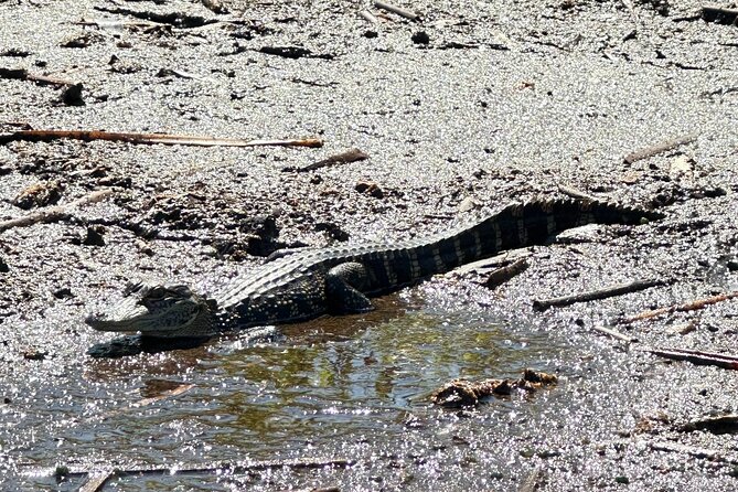 Private 90 Minutes Everglades Airboat Adventure - What’s Included: Ear Protection, Vests, and Water