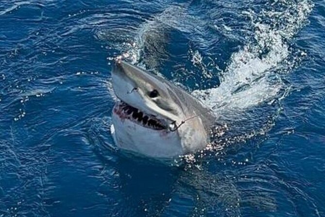 Private Half Day Deep Sea Sportfishing Charter in Fort Lauderdale - Trolling, Bottom, Wreck, and Kite Fishing: How the Crew Keeps Action Coming