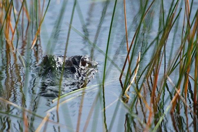 Private Tour: Florida Everglades Airboat Ride and Wildlife Adventure - The private airboat ride on US-27: speed, Captain style, and wildlife odds