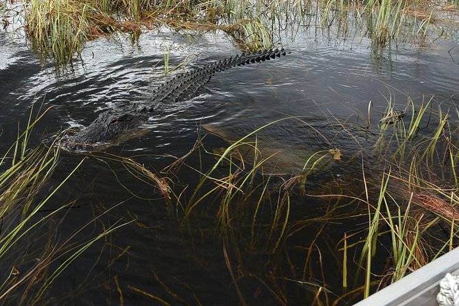 Private Tour: Florida Everglades Airboat Ride and Wildlife Adventure - Practical tips that actually help: timing, bugs, and what to pack