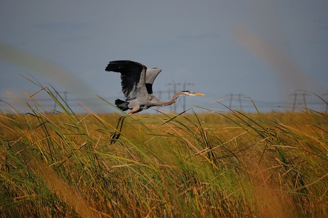 Private Tour: Florida Everglades Airboat Ride and Wildlife Adventure - Who should book this private Everglades airboat adventure