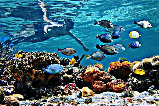 Reef Snorkel & Ocean Paddle Adventure in Fort Lauderdale Beach - Who Should Book This (and Who Might Pause)