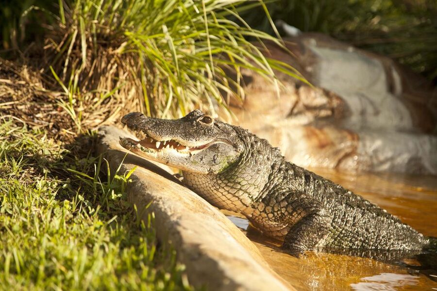 Sawgrass Park: Private 1-Hour Airboat Adventure Tour - Why this private airboat feels different from big-group tours