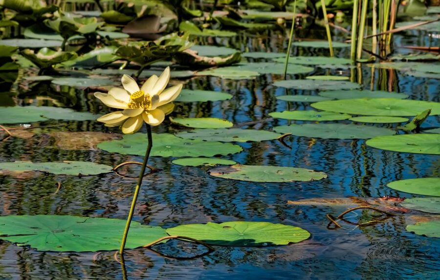 Sawgrass Park: Private 1-Hour Airboat Adventure Tour - The 1-hour airboat ride: spotting wildlife at Everglades speed