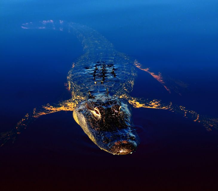 Sawgrass Park: Private 1-Hour Airboat Adventure Tour - Alligator and Reptile exhibit: the part you’ll talk about later