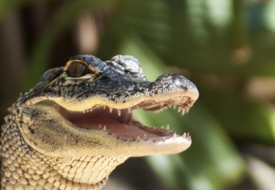 Sawgrass Park: Private 1-Hour Airboat Adventure Tour - Price and value: what $407 for up to 4 really buys