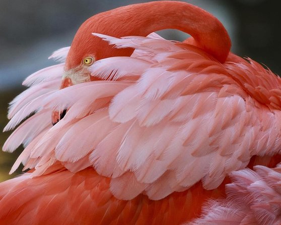 Skip the Line: Flamingo Gardens Admission Ticket in Fort Lauderdale - Key things to know before you go