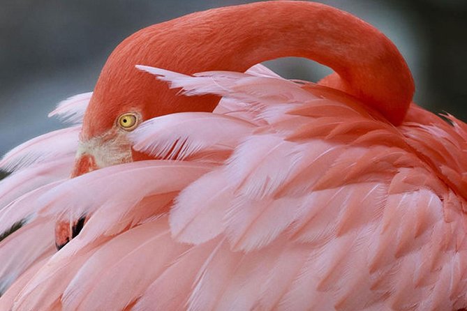 Skip the Line: Flamingo Gardens Admission Ticket in Fort Lauderdale - Tram tour: 25 minutes of shade, fresh air, and smart route planning