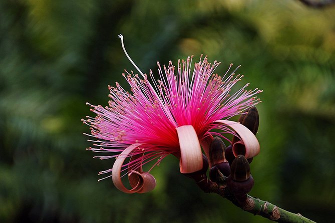 Skip the Line: Flamingo Gardens Admission Ticket in Fort Lauderdale - Where the flamingos fit in (and how to avoid disappointment)