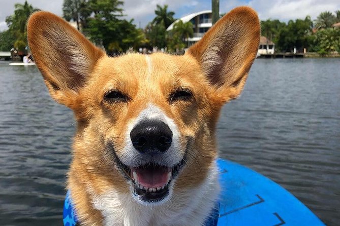 SUP PUP Paddleboard Tour - What to Wear and Bring for a Smooth SUP Day