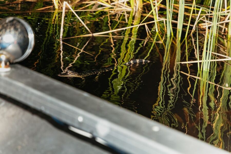 The Everglades: 1-Hour Airboat Night Tour - Sawgrass Recreation Park at Night: what the 60-minute Everglades airboat feels like